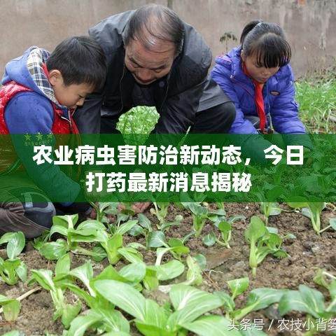 農(nóng)業(yè)病蟲害防治新動態(tài)，今日打藥最新消息揭秘