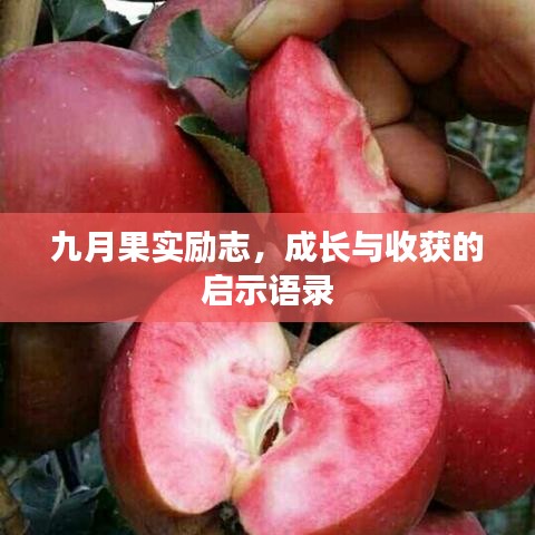 九月果實(shí)勵(lì)志，成長(zhǎng)與收獲的啟示語(yǔ)錄