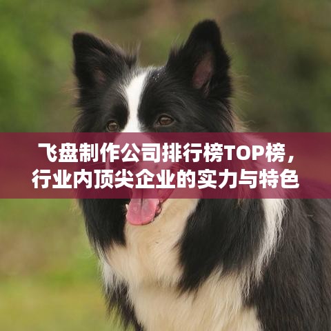 飛盤(pán)制作公司排行榜TOP榜，行業(yè)內(nèi)頂尖企業(yè)的實(shí)力與特色揭秘