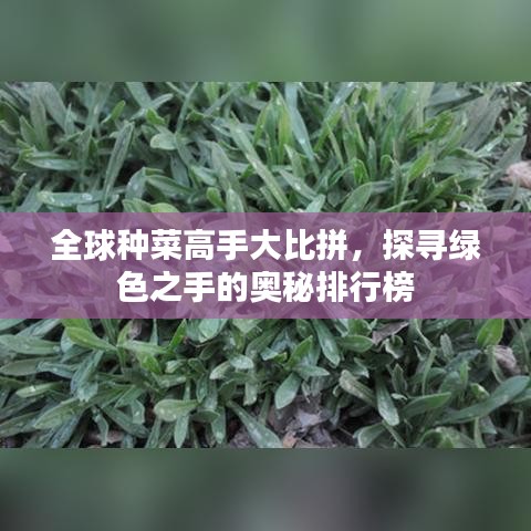 全球種菜高手大比拼，探尋綠色之手的奧秘排行榜