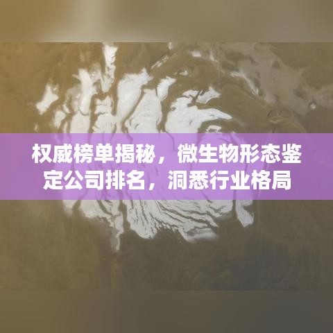 權威榜單揭秘，微生物形態(tài)鑒定公司排名，洞悉行業(yè)格局