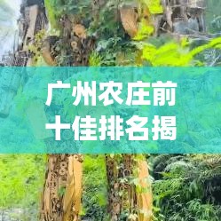 廣州農(nóng)莊前十佳排名揭曉，領(lǐng)略鄉(xiāng)村魅力的夢幻之地