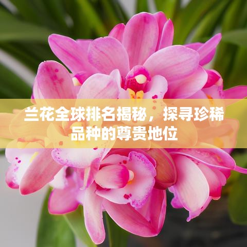 蘭花全球排名揭秘，探尋珍稀品種的尊貴地位