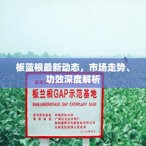 板藍根最新動態(tài)，市場走勢、功效深度解析