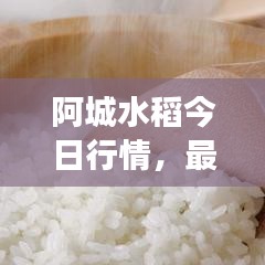 阿城水稻今日行情，最新價(jià)格、市場(chǎng)走勢(shì)及影響因素深度解析