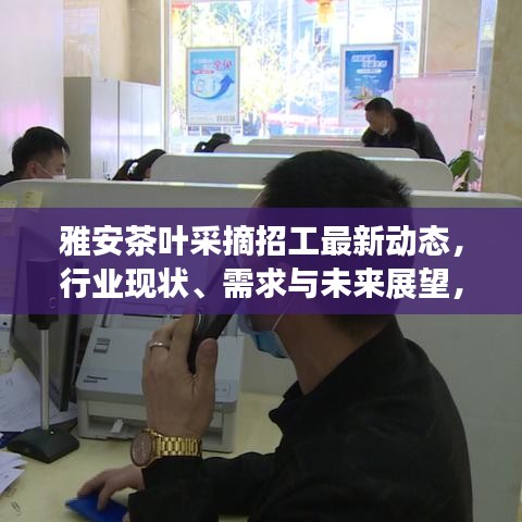 雅安茶葉采摘招工最新動(dòng)態(tài)，行業(yè)現(xiàn)狀、需求與未來(lái)展望，搶鮮了解！