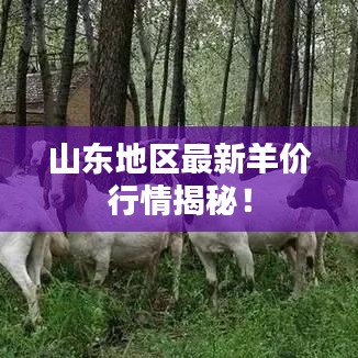 山東地區(qū)最新羊價(jià)行情揭秘！