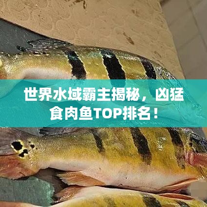 世界水域霸主揭秘，兇猛食肉魚TOP排名！
