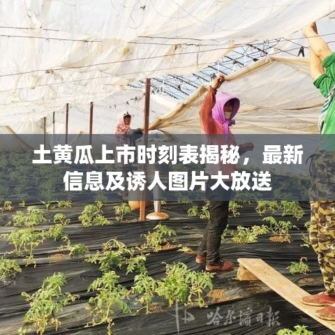 土黃瓜上市時(shí)刻表揭秘，最新信息及誘人圖片大放送