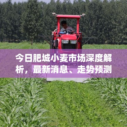 今日肥城小麥?zhǔn)袌?chǎng)深度解析，最新消息、走勢(shì)預(yù)測(cè)與產(chǎn)業(yè)洞察