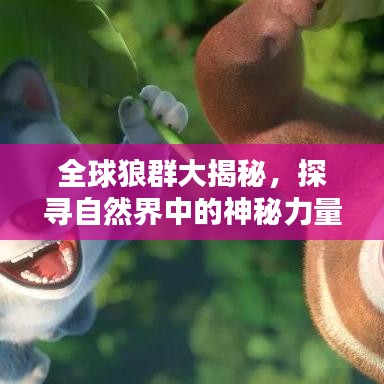全球狼群大揭秘，探尋自然界中的神秘力量排名