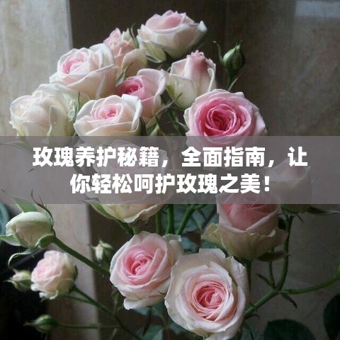 玫瑰養(yǎng)護秘籍，全面指南，讓你輕松呵護玫瑰之美！