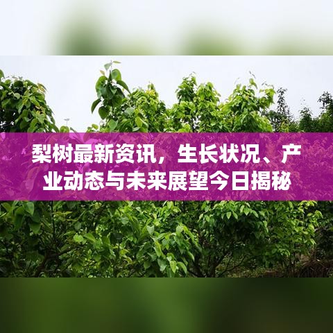 梨樹(shù)最新資訊，生長(zhǎng)狀況、產(chǎn)業(yè)動(dòng)態(tài)與未來(lái)展望今日揭秘