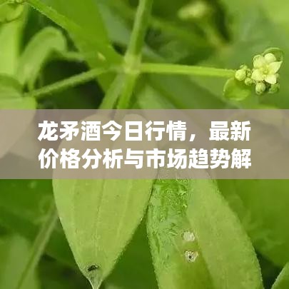 龍矛酒今日行情，最新價格分析與市場趨勢解讀