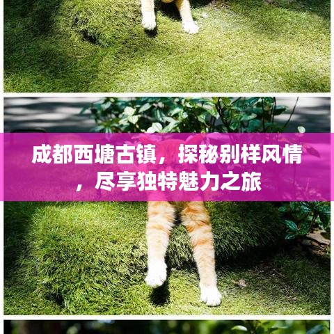 成都西塘古鎮(zhèn)，探秘別樣風(fēng)情，盡享獨特魅力之旅