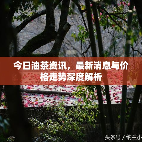 今日油茶資訊，最新消息與價(jià)格走勢(shì)深度解析