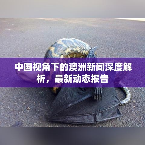 中國視角下的澳洲新聞深度解析，最新動態(tài)報告