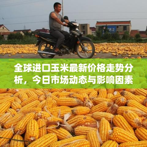 全球進口玉米最新價格走勢分析，今日市場動態(tài)與影響因素探討