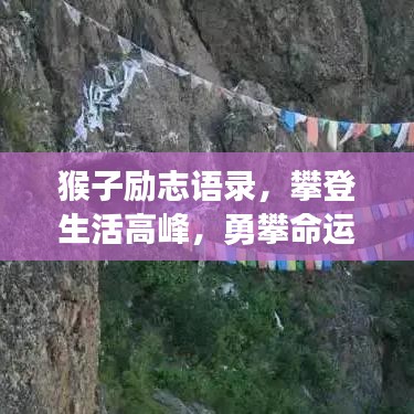 猴子勵志語錄，攀登生活高峰，勇攀命運之巔