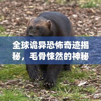 全球詭異恐怖奇跡揭秘，毛骨悚然的神秘地點探尋之旅