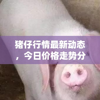 豬仔行情最新動(dòng)態(tài)，今日價(jià)格走勢(shì)分析與未來預(yù)測(cè)