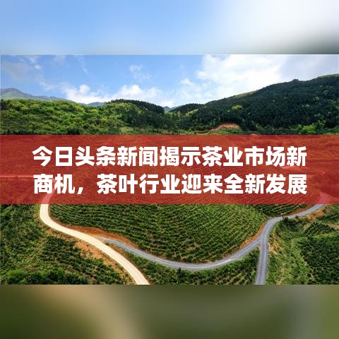 今日頭條新聞揭示茶業(yè)市場(chǎng)新商機(jī)，茶葉行業(yè)迎來(lái)全新發(fā)展機(jī)遇