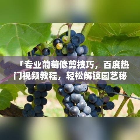「專業(yè)葡萄修剪技巧，百度熱門視頻教程，輕松解鎖園藝秘籍！」