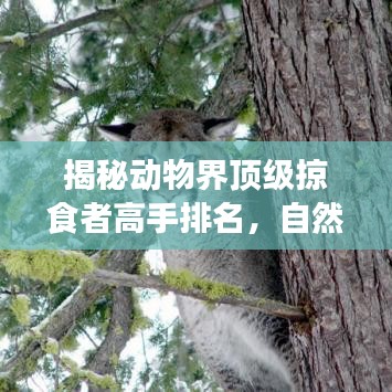 揭秘動物界頂級掠食者高手排名，自然界猛獸霸主榜單！
