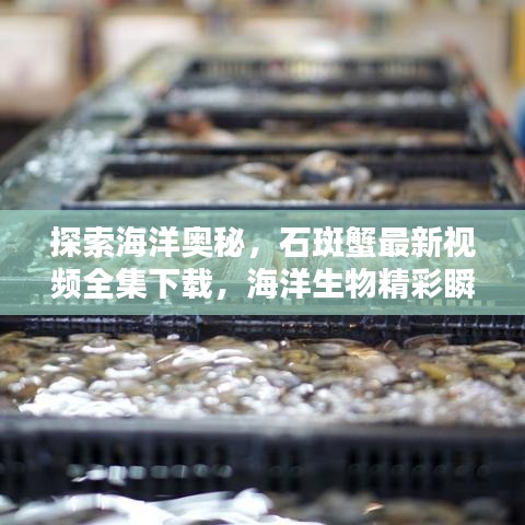 探索海洋奧秘，石斑蟹最新視頻全集下載，海洋生物精彩瞬間一網打盡