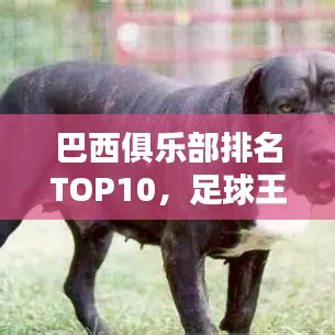 巴西俱樂部排名TOP10，足球王國(guó)頂級(jí)力量揭秘