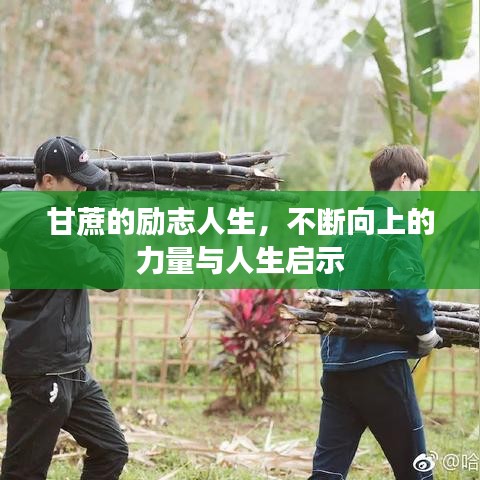 甘蔗的勵(lì)志人生，不斷向上的力量與人生啟示