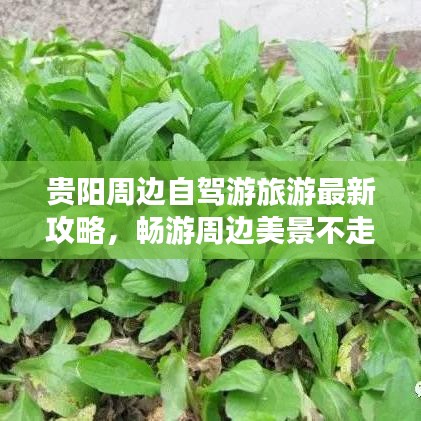 貴陽周邊自駕游旅游最新攻略，暢游周邊美景不走彎路！