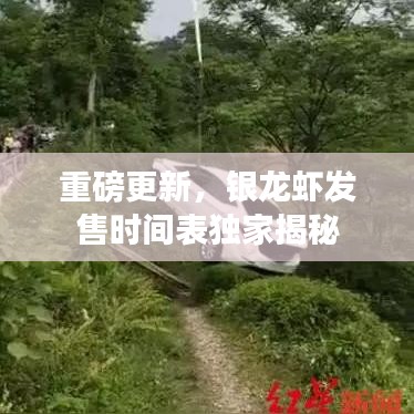 重磅更新，銀龍蝦發(fā)售時間表獨家揭秘