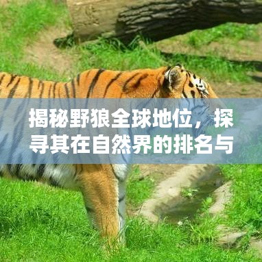 揭秘野狼全球地位，探尋其在自然界的排名與地位