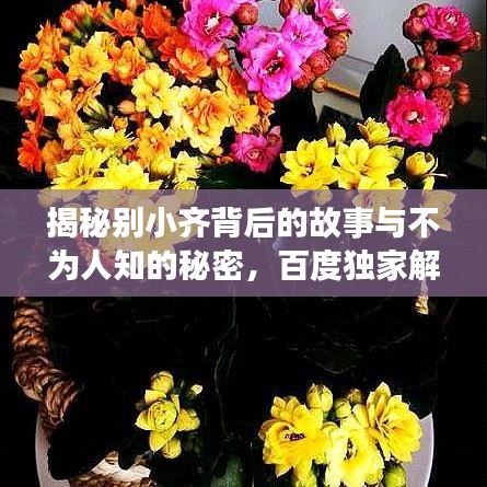 揭秘別小齊背后的故事與不為人知的秘密，百度獨家解析