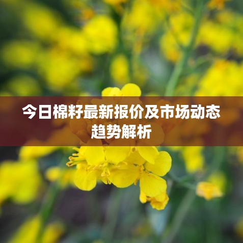 今日棉籽最新報價及市場動態(tài)趨勢解析