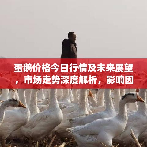 蛋鵝價(jià)格今日行情及未來展望，市場(chǎng)走勢(shì)深度解析，影響因素揭秘！