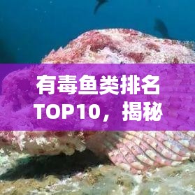 有毒魚類排名TOP10，揭秘海洋中的潛在風(fēng)險，警惕致命生物！