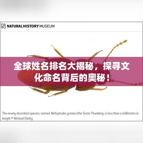 全球姓名排名大揭秘，探尋文化命名背后的奧秘！