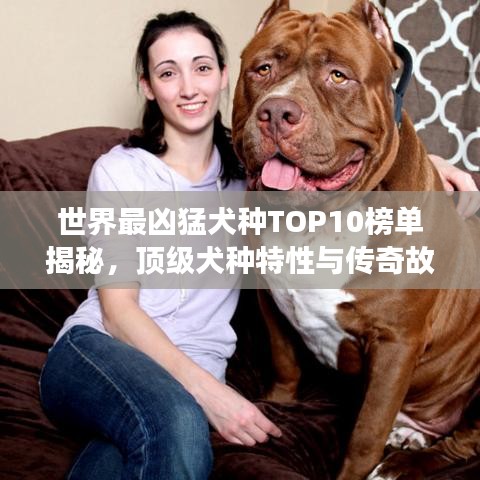 世界最兇猛犬種TOP10榜單揭秘，頂級(jí)犬種特性與傳奇故事一網(wǎng)打盡！