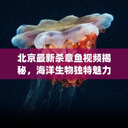 北京最新殺章魚視頻揭秘，海洋生物獨特魅力的震撼瞬間