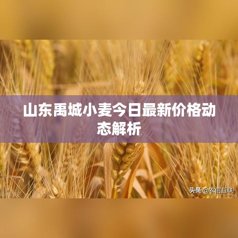 山東禹城小麥今日最新價(jià)格動(dòng)態(tài)解析