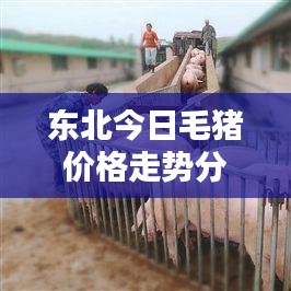 東北今日毛豬價(jià)格走勢(shì)分析，最新行情揭秘
