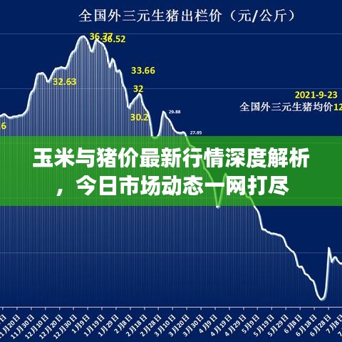 玉米與豬價(jià)最新行情深度解析，今日市場(chǎng)動(dòng)態(tài)一網(wǎng)打盡
