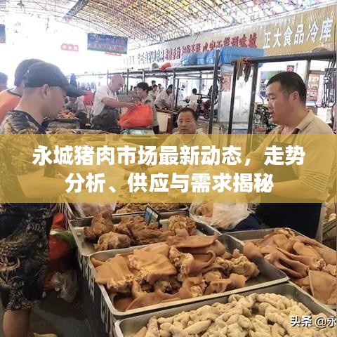 永城豬肉市場最新動態(tài)，走勢分析、供應(yīng)與需求揭秘