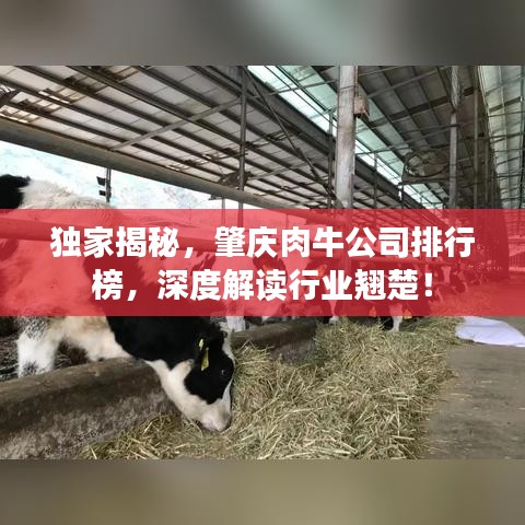 獨(dú)家揭秘，肇慶肉牛公司排行榜，深度解讀行業(yè)翹楚！