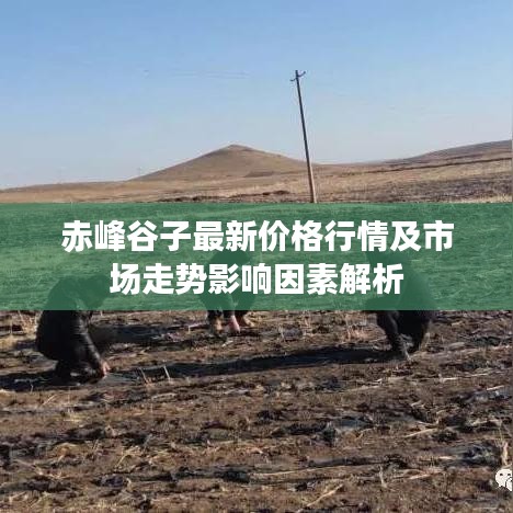 赤峰谷子最新價格行情及市場走勢影響因素解析