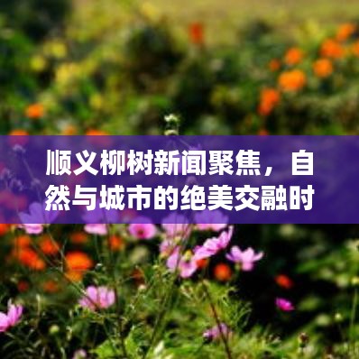 順義柳樹新聞聚焦，自然與城市的絕美交融時(shí)刻