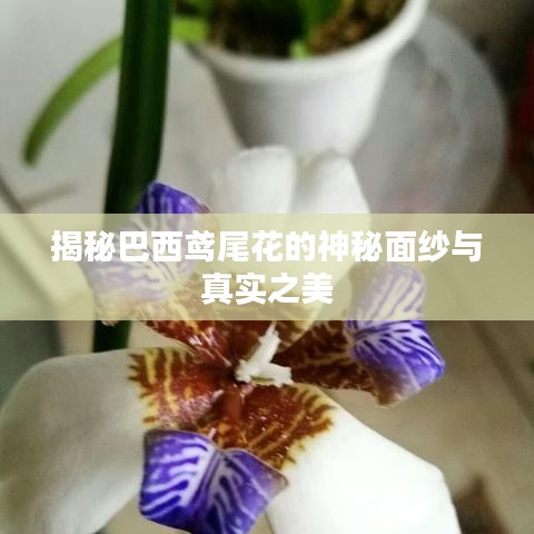揭秘巴西鳶尾花的神秘面紗與真實(shí)之美