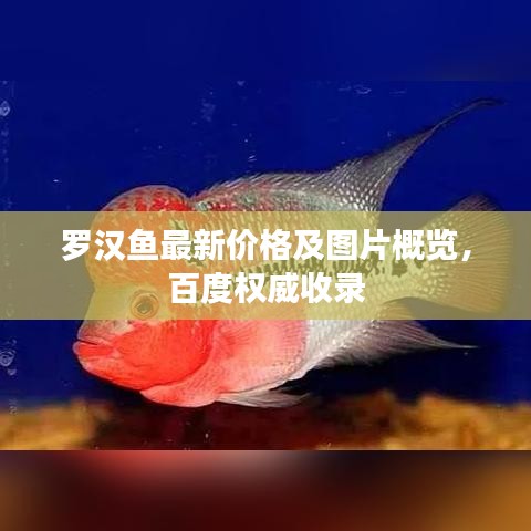 羅漢魚(yú)最新價(jià)格及圖片概覽，百度權(quán)威收錄